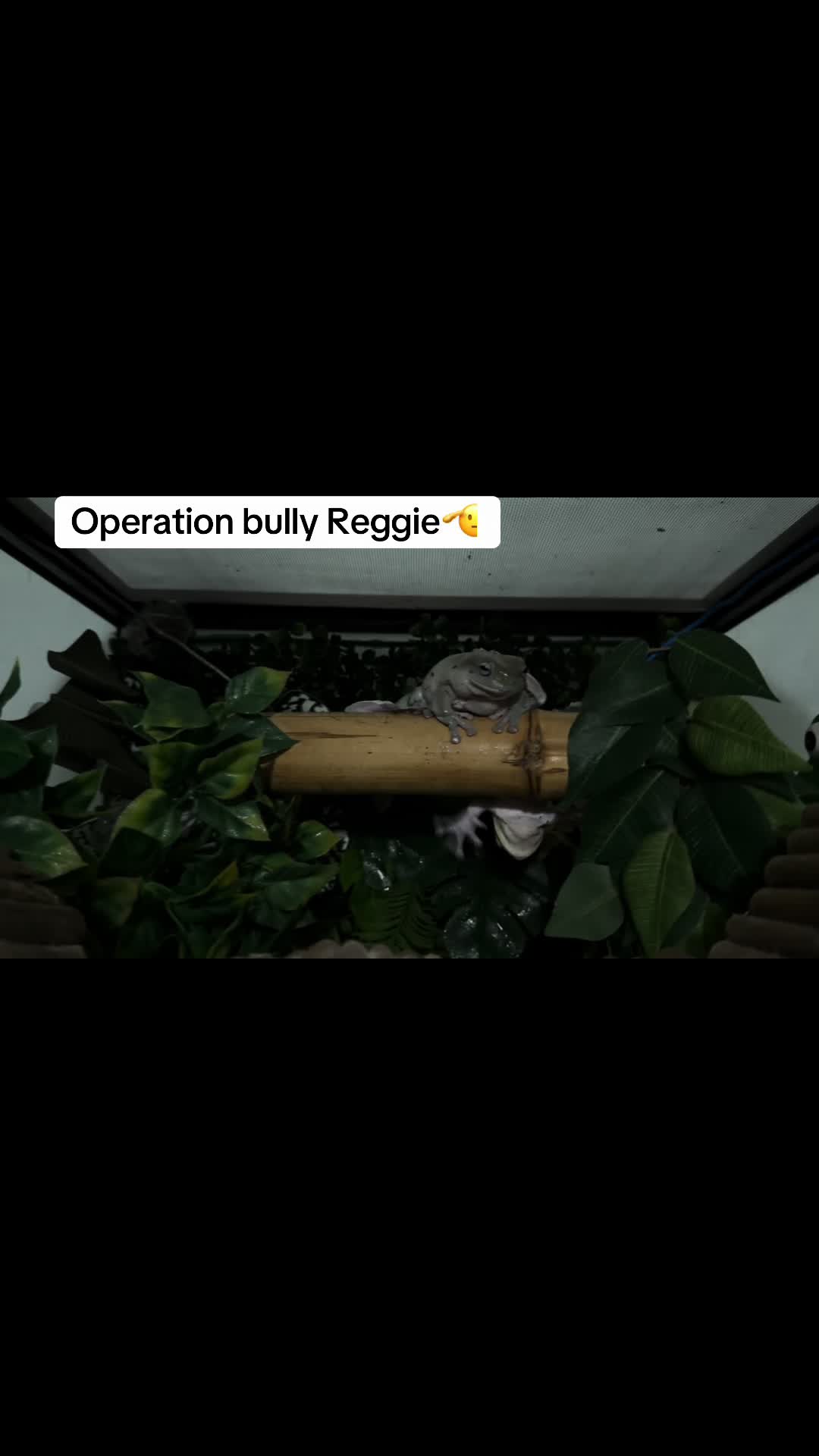 @frogsandoddities