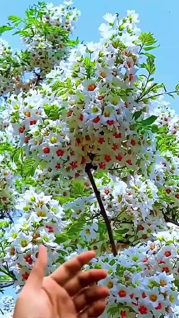 @🌸 𝕸𝖆𝖘𝖔𝖒 𝕲𝖎𝖗𝖑 🌸