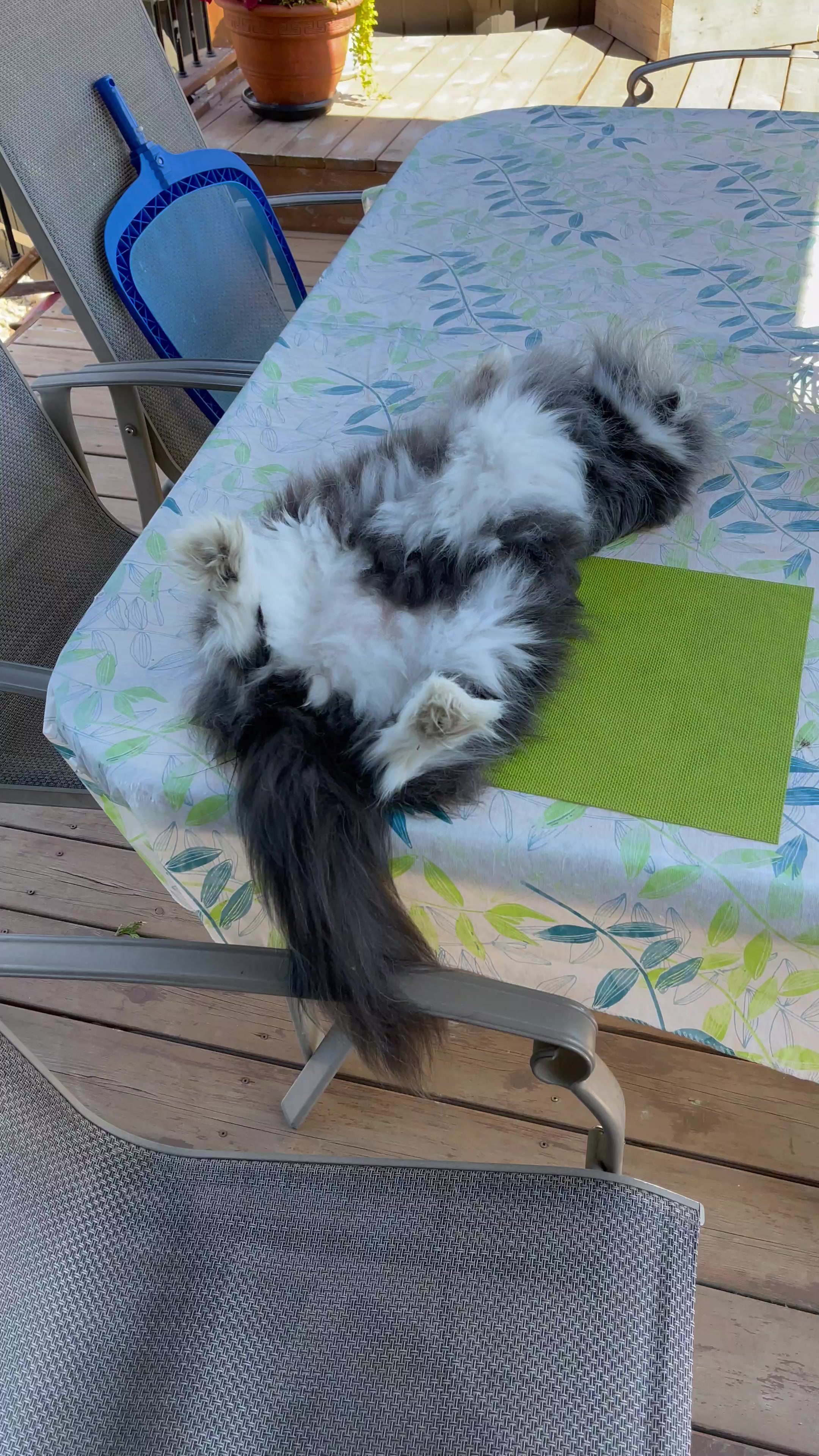 @atchoumthecat