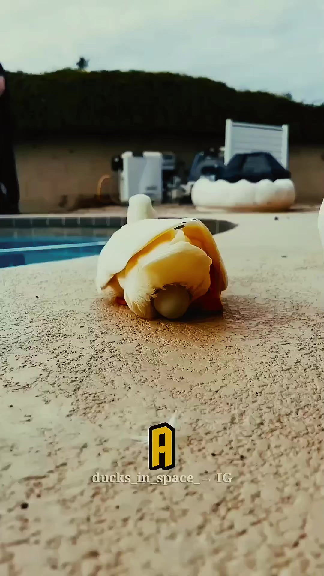 @Jivorix