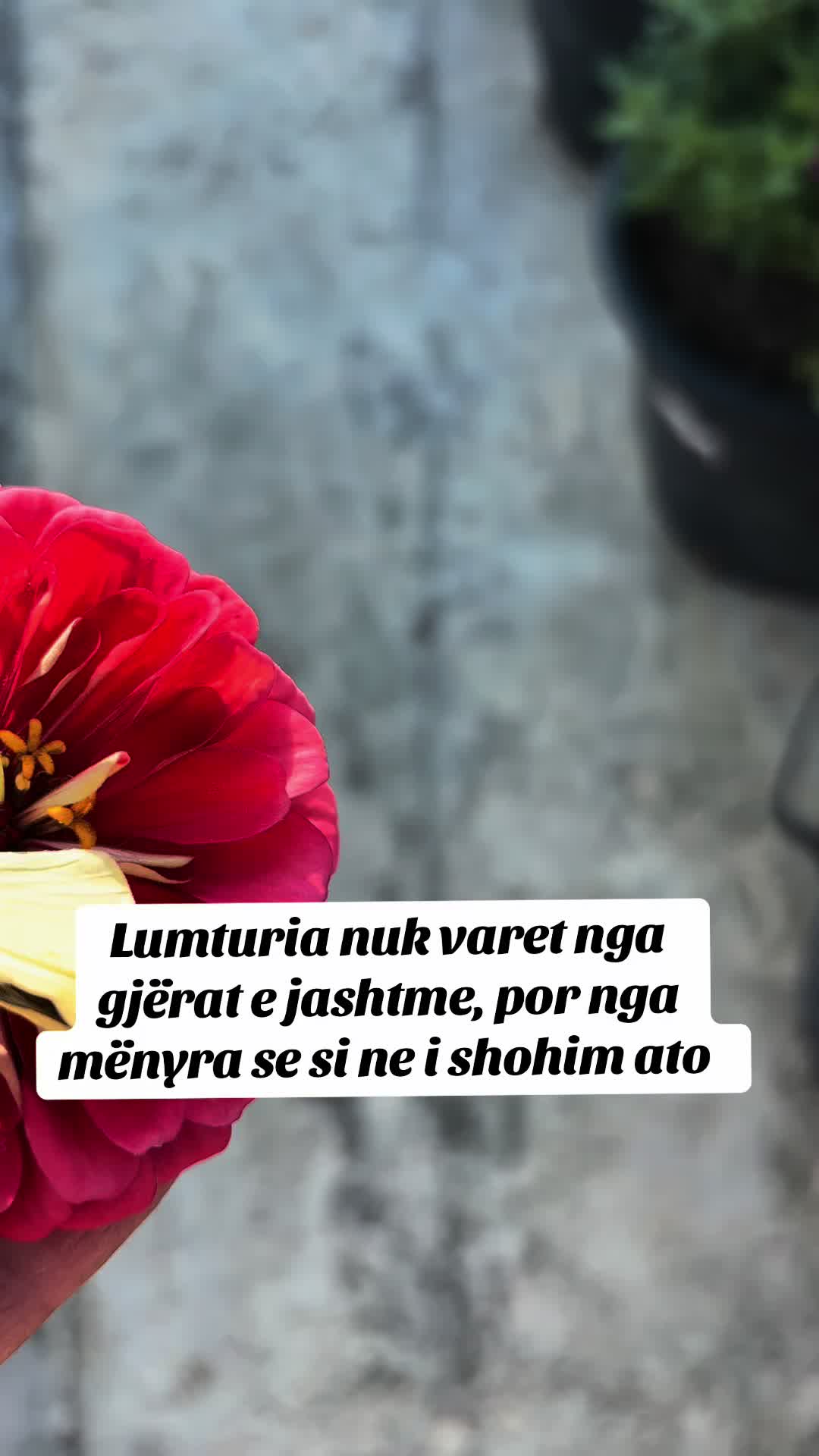 @🦋💎🇦🇱MIDE💎🦋🇦🇱