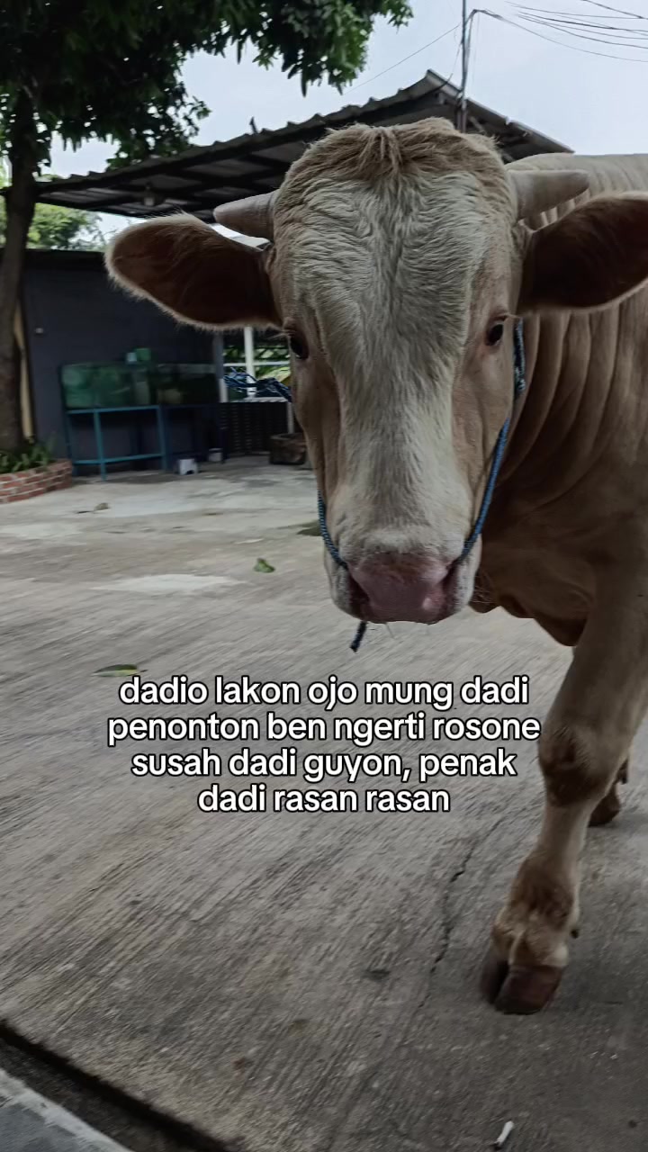 @PUTRA SADAM🐄🐂