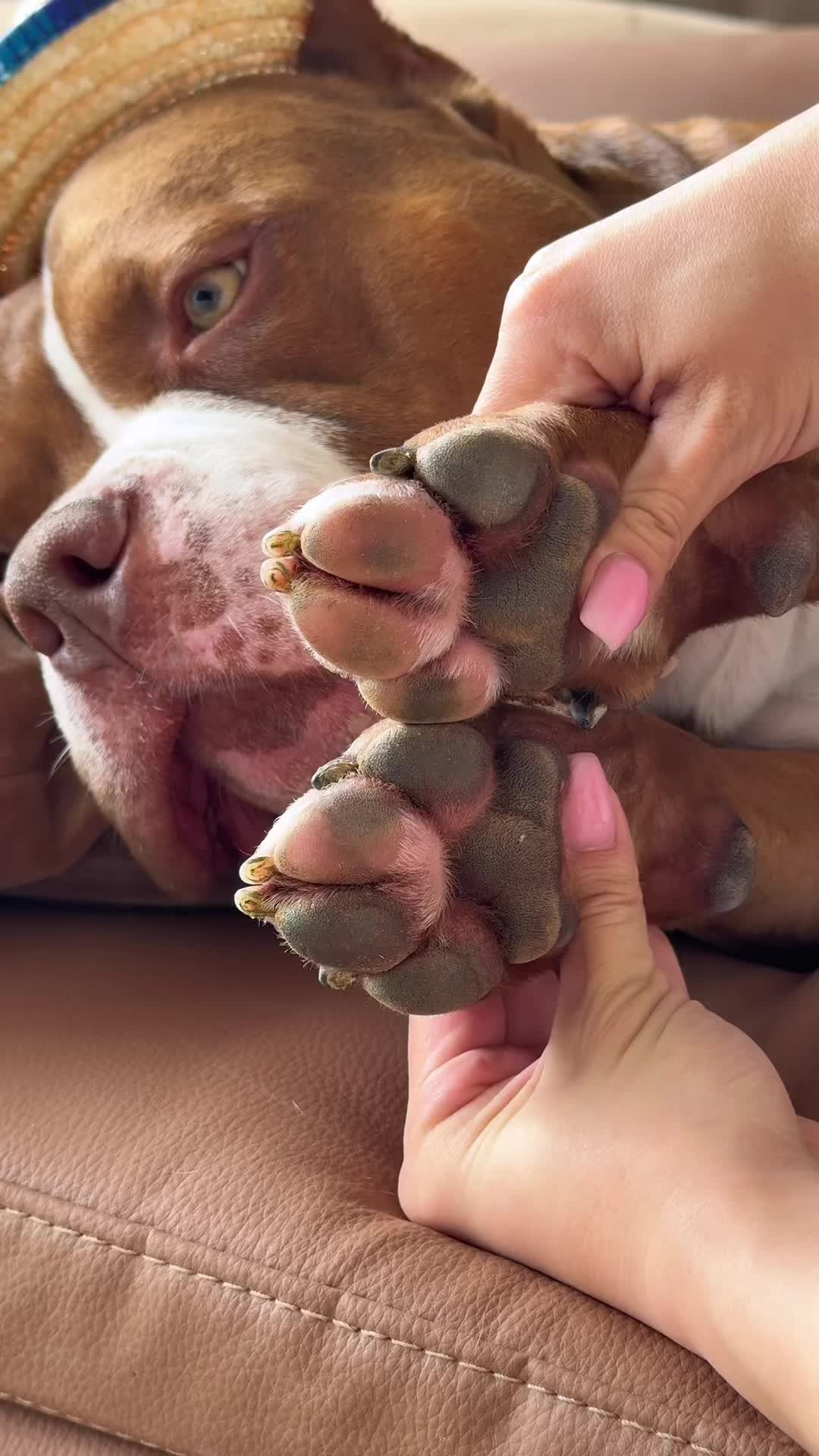 @Chocodogger