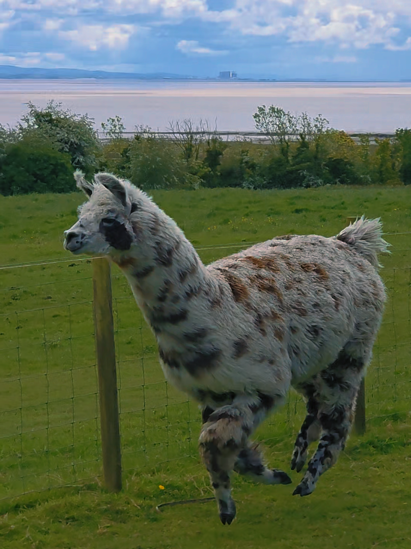 @Bardsea Alpacas and Llamas