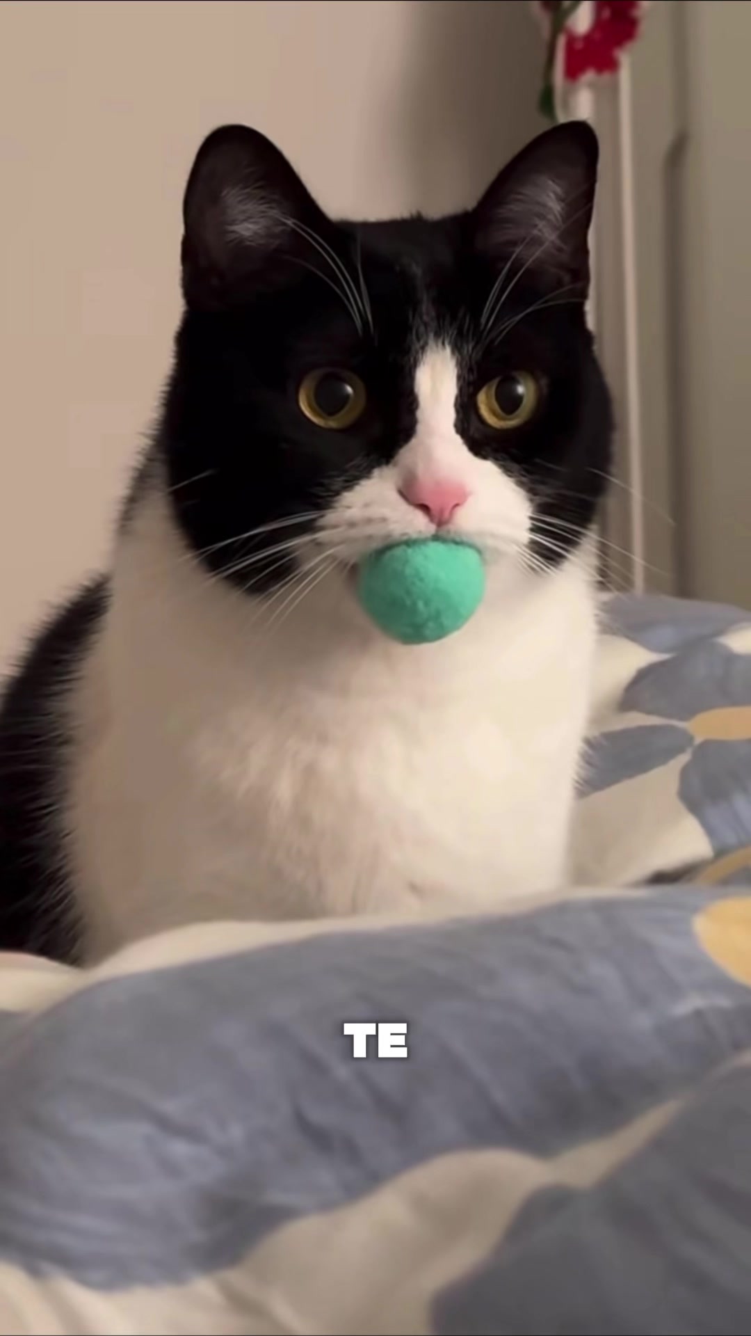 @- Alejandra 🐱💕