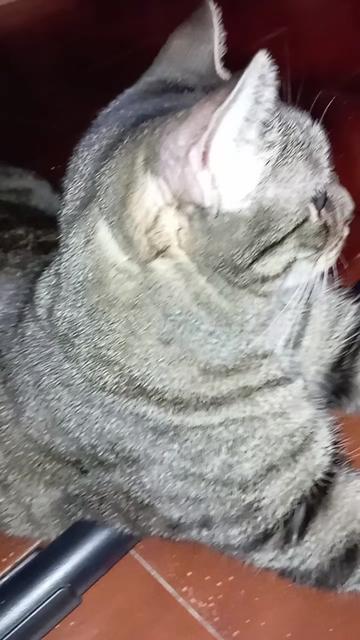 @🐈Raquel Vibes🐦🔥