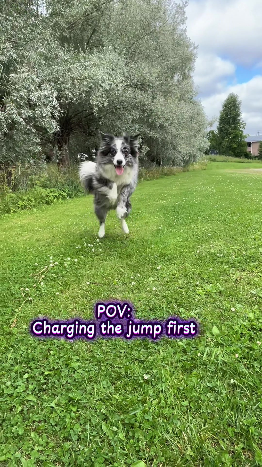 @bordercollieMuse