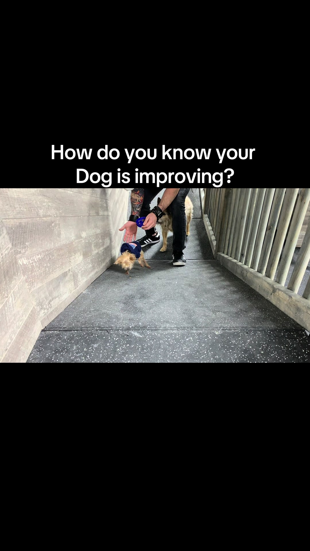 @ArfitDogRehabFitness
