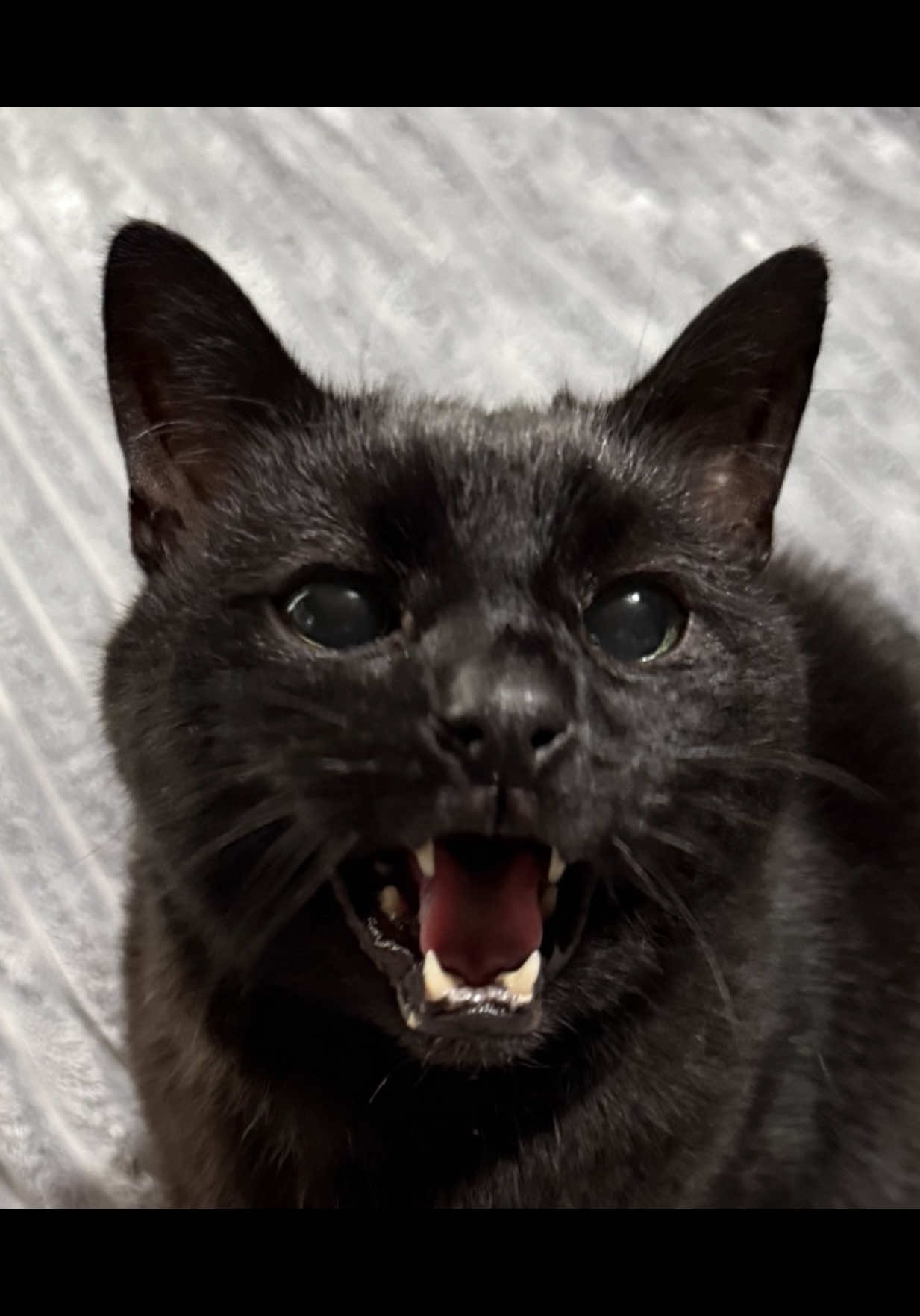 @Teefie_tribe 🐈⬛🐈⬛🐈🦷🦷