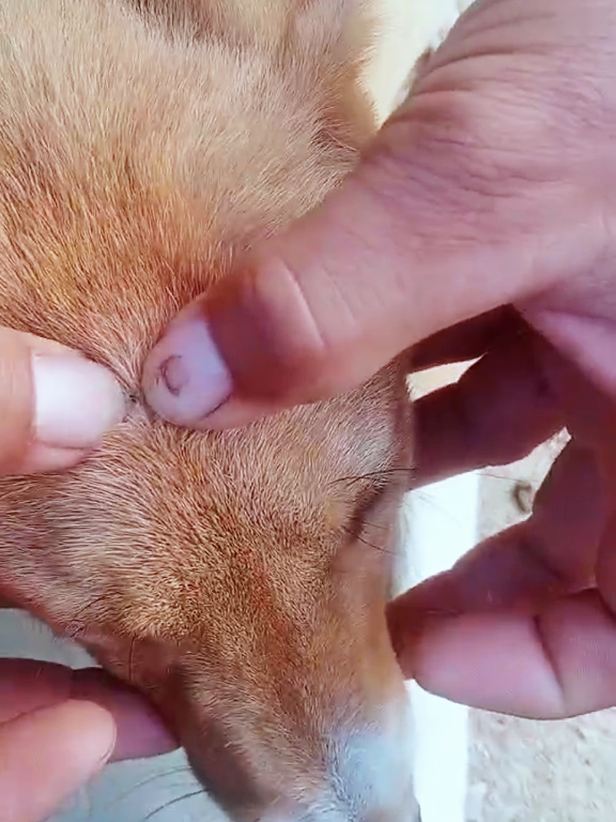 @dog757