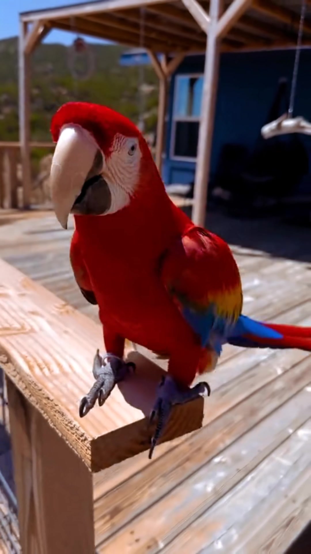 @B for birds