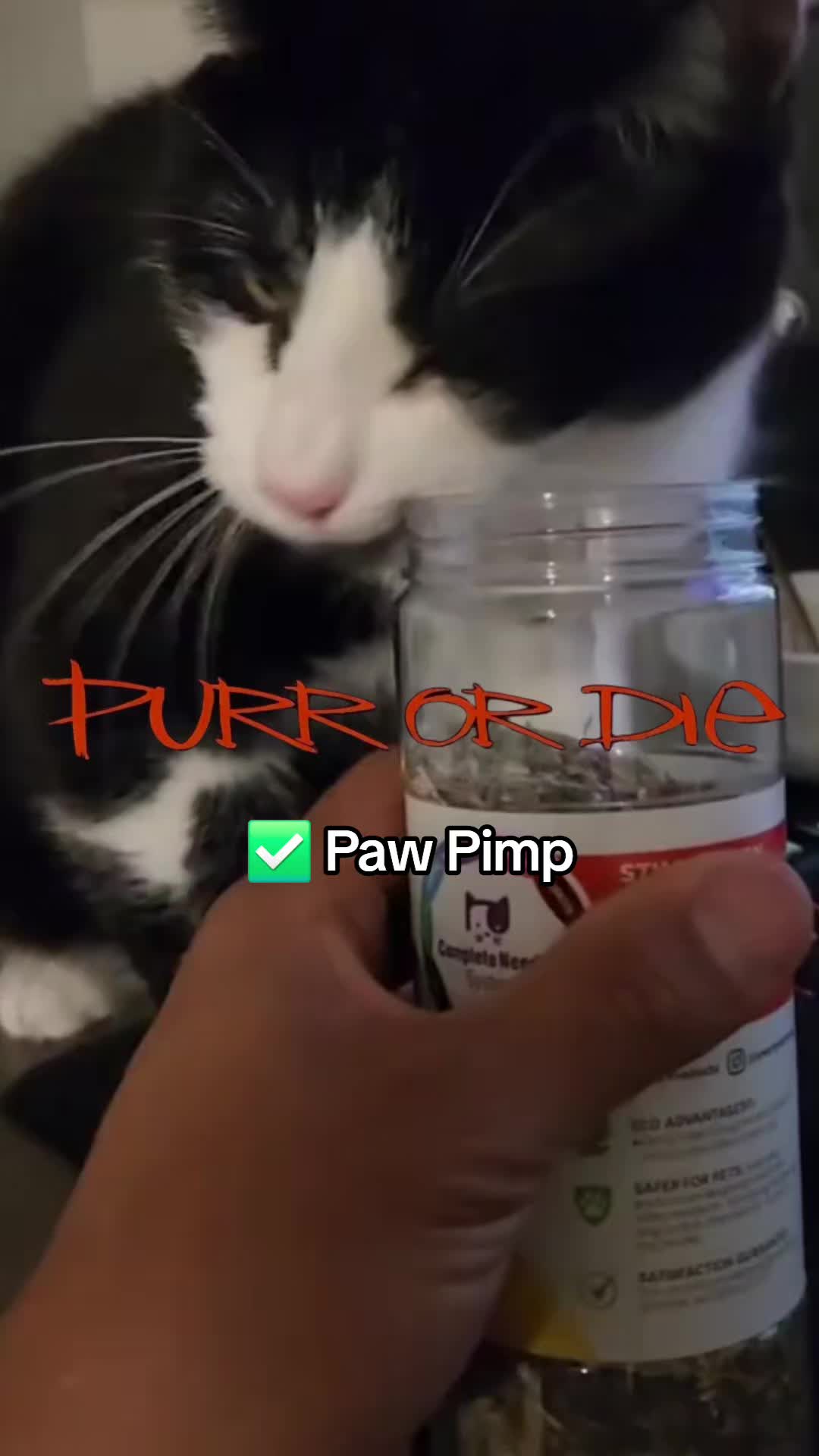 @THUGxedo Cat