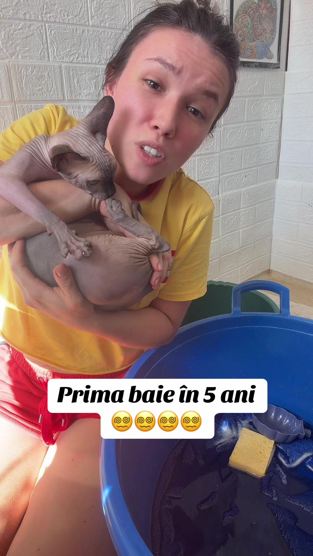 @Diana Ciortan Sphynx Romania