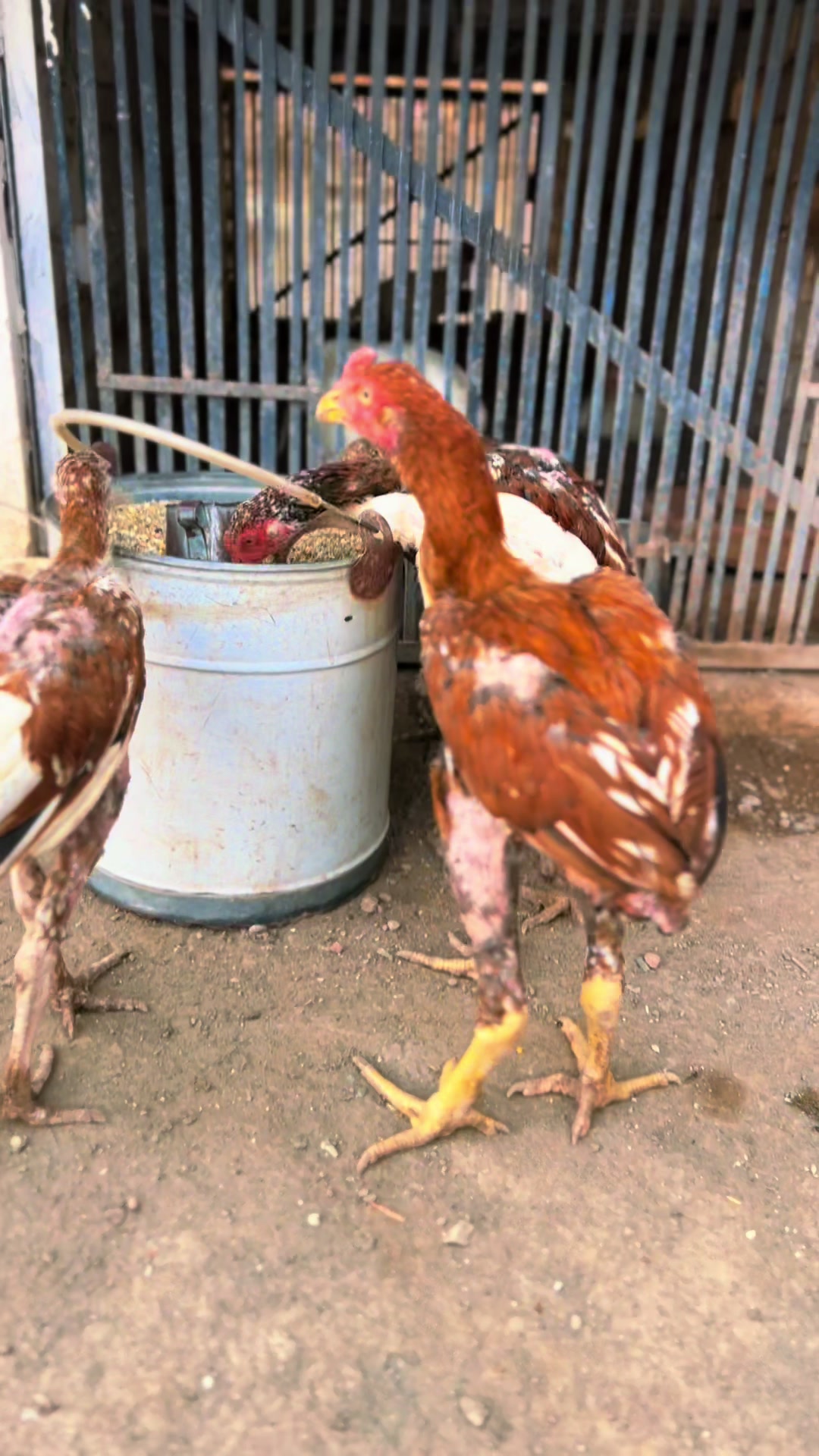 @PK Smart Aseel Birds Factory