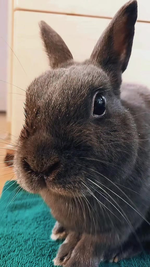 @💙🐰 Cutesy 🐰💙