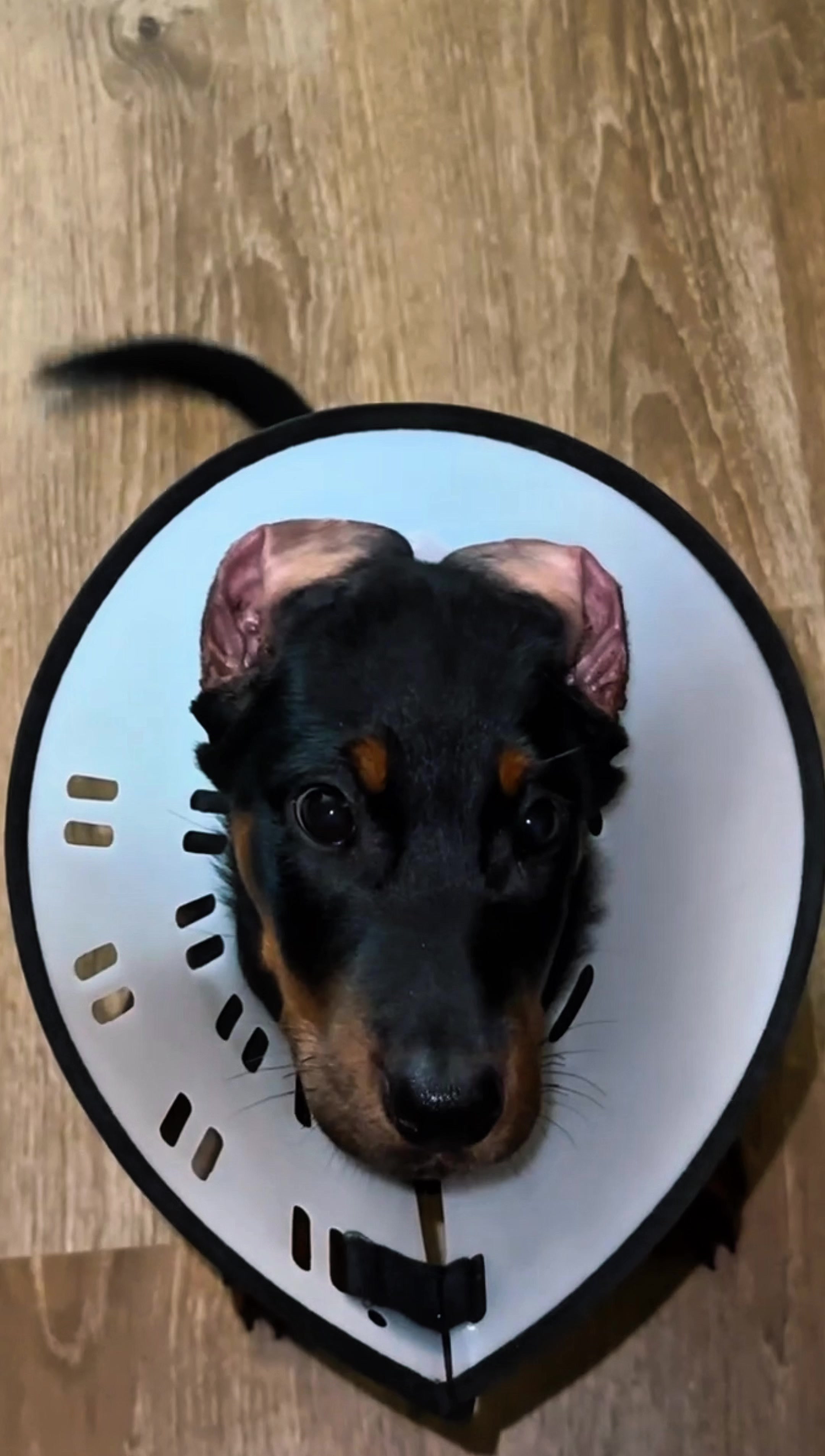 @Repti.snoot