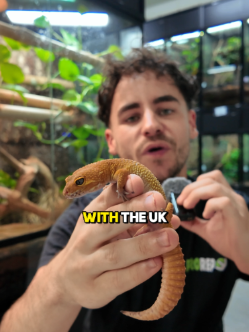 @prorep_reptile
