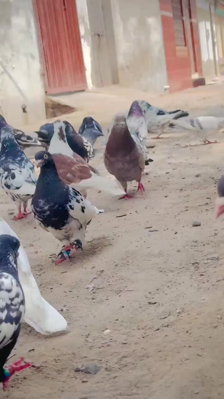 @عدیل رحمن لیہ وال کبوتر باز