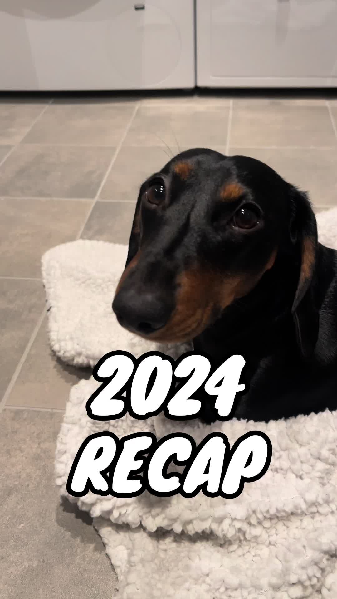 @Nils The Mini Dachshund     🌭