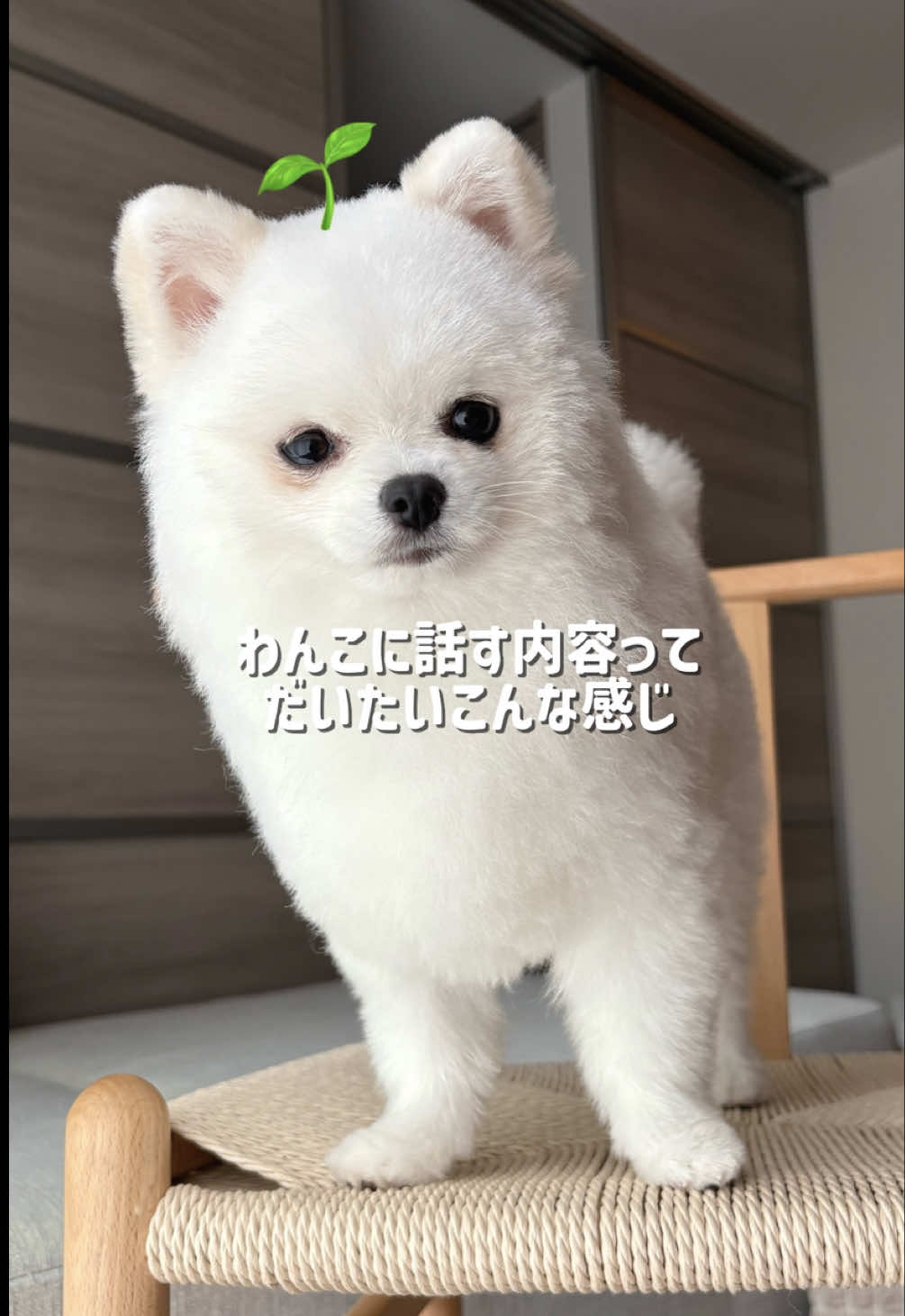 @ポメラニアンのミル🍼
