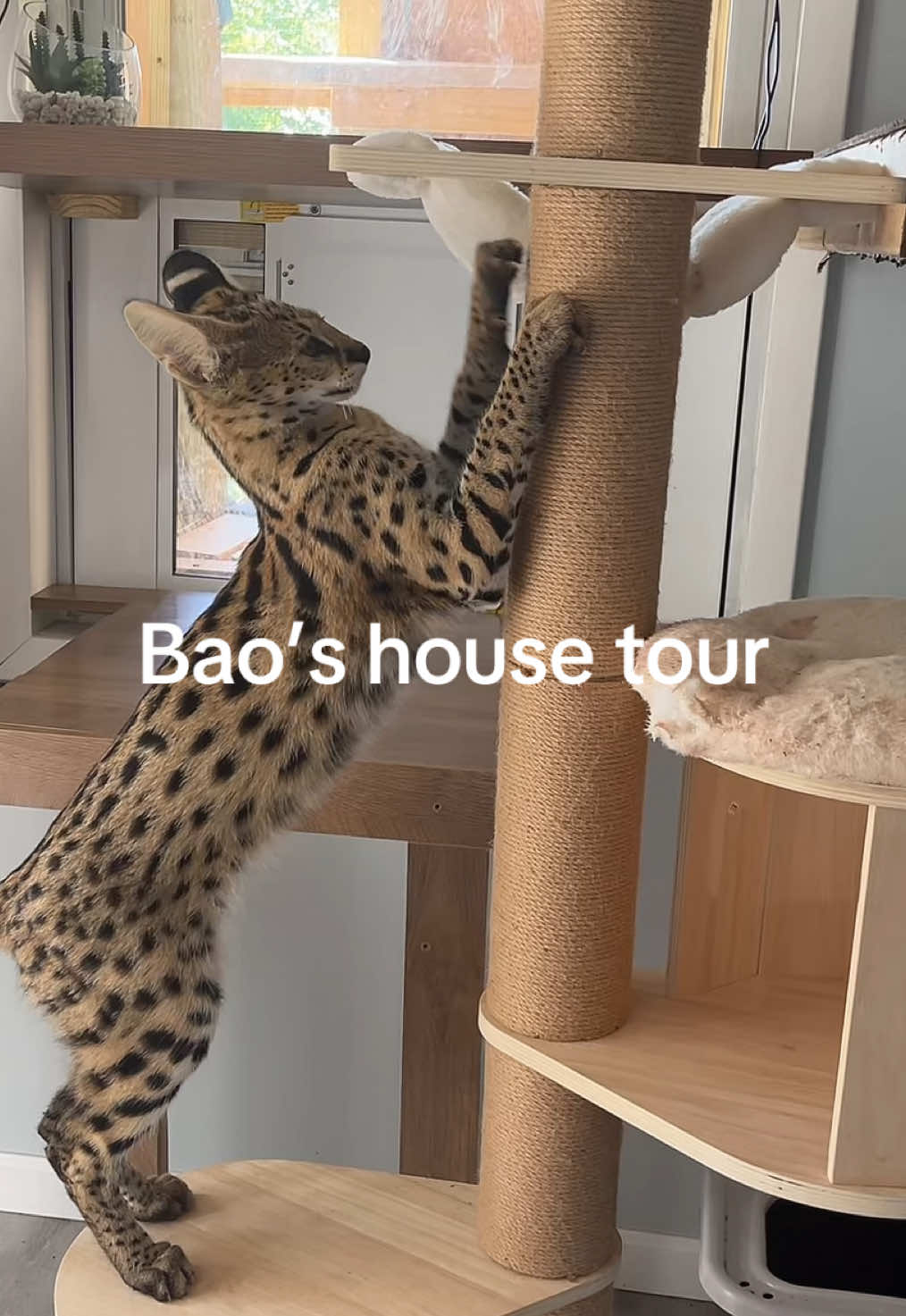 @BAO THE SERVAL