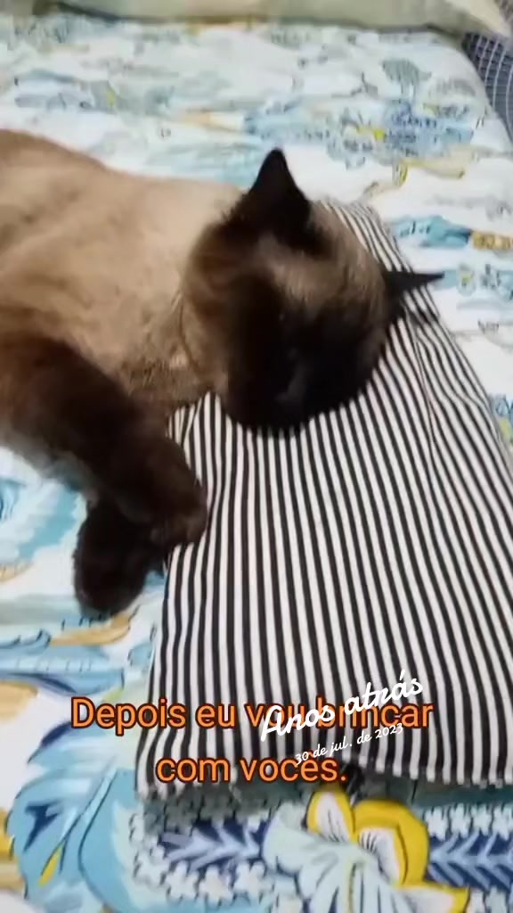 @O GATO ZEZÉ