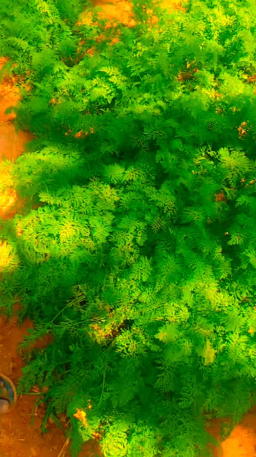 @نوالرين صالح