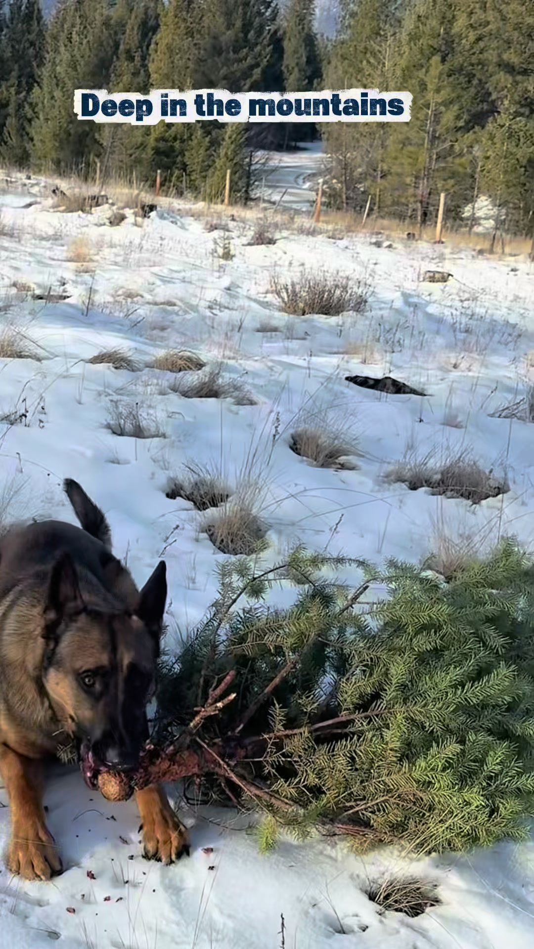 @Kodas World- Ari and Koda 🇨🇦
