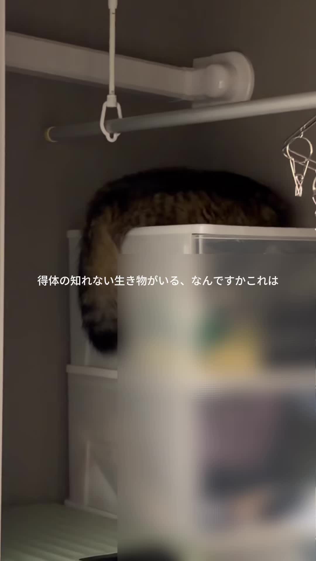 @ほたてくん