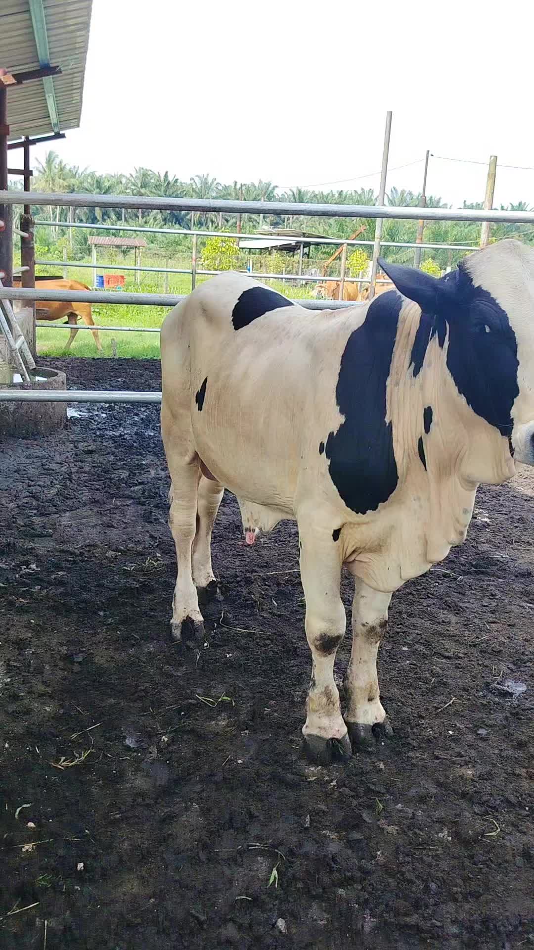 @@m!r🐂🐃🐄