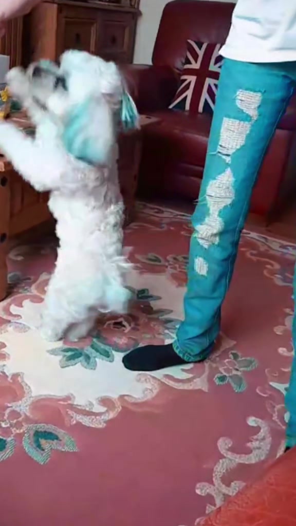 @Teddy bear dancingdog