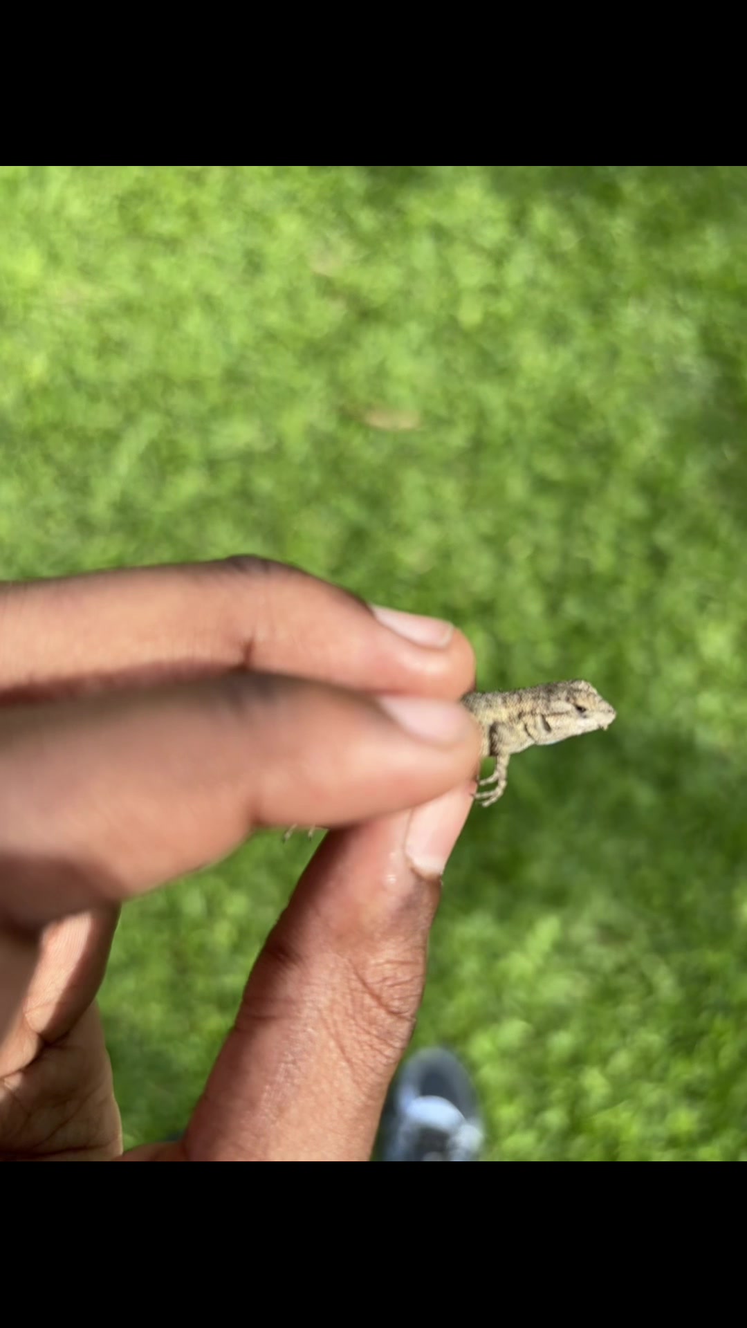 @reptileguyat