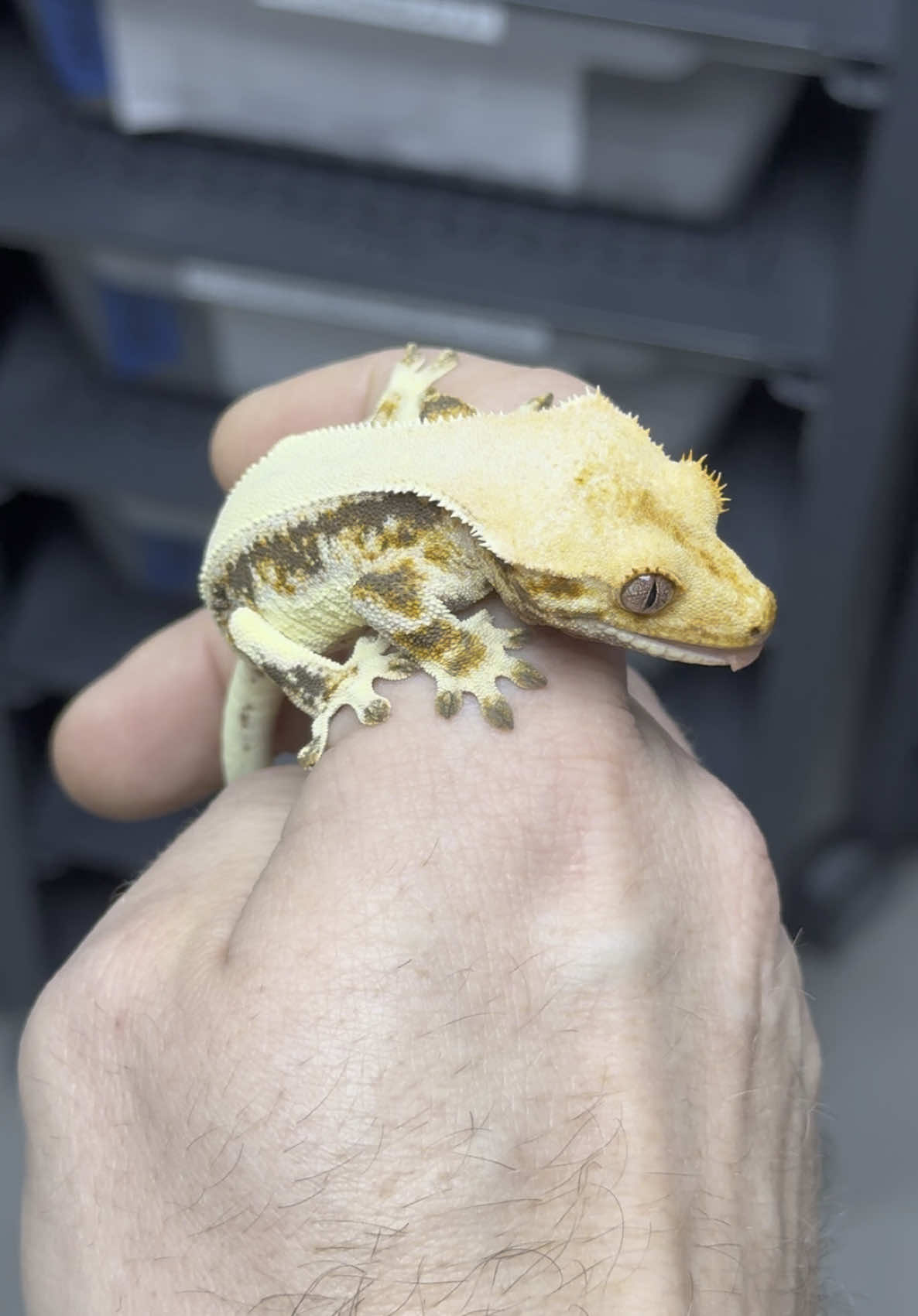 @MasgenReptiles