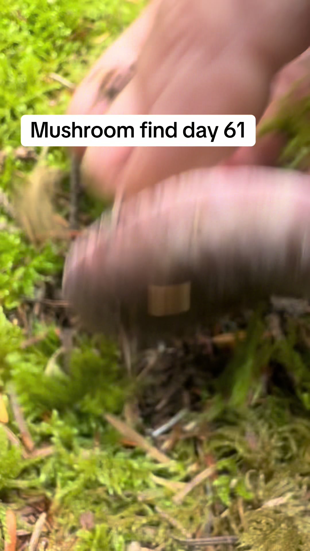 @Fungusamungus