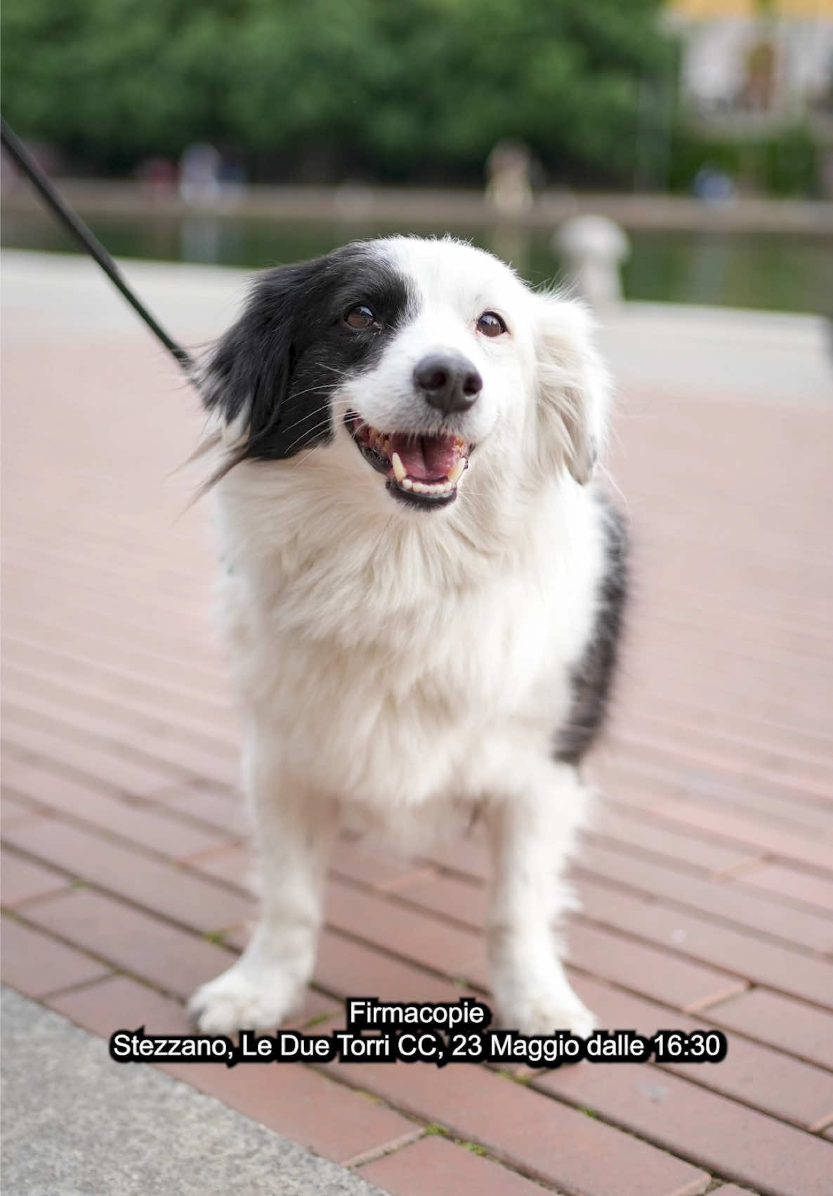 @Doggodaiily