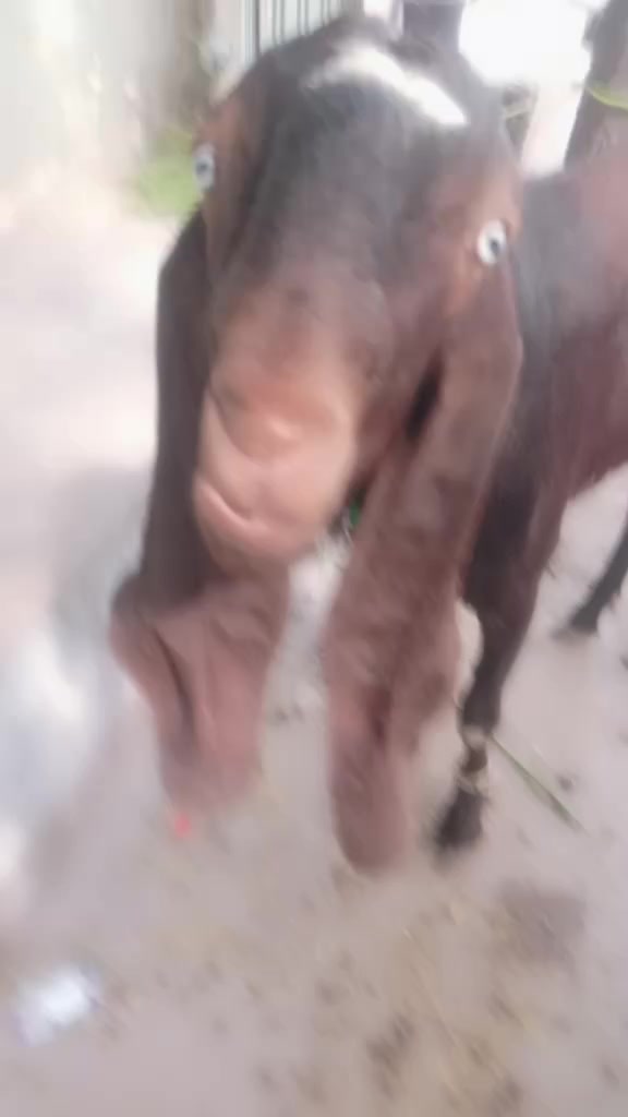@cow lover@