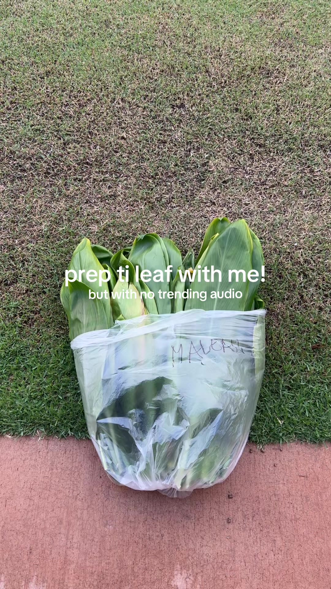 @plantedbymal 🌺