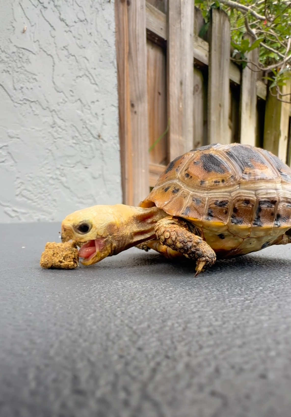 @Tommys_reptiles