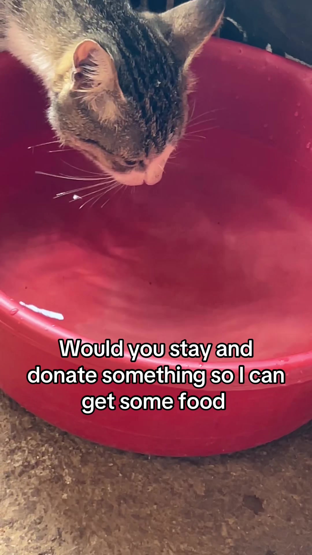 @D strays