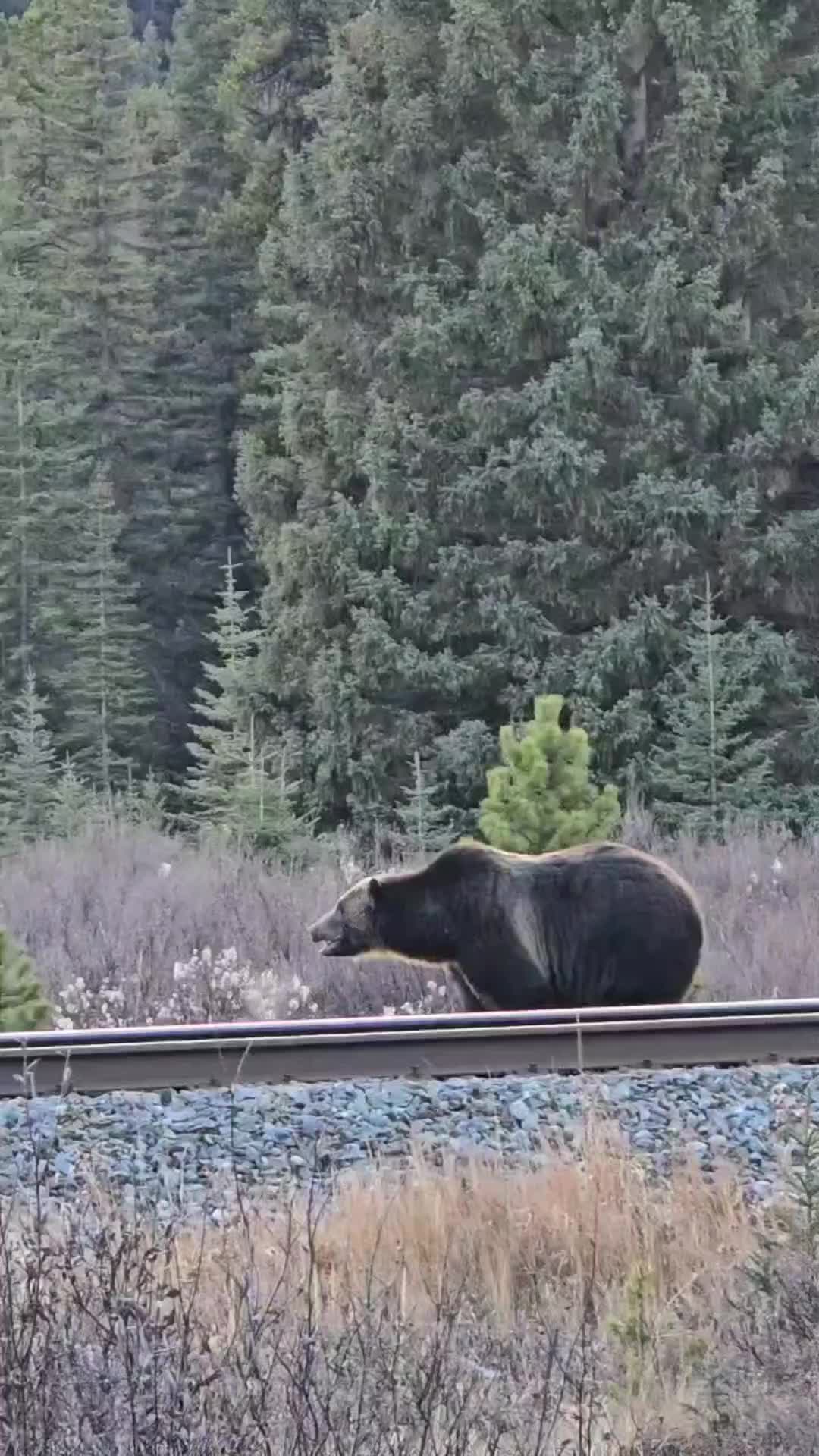 @Banff Nature and Wildlife