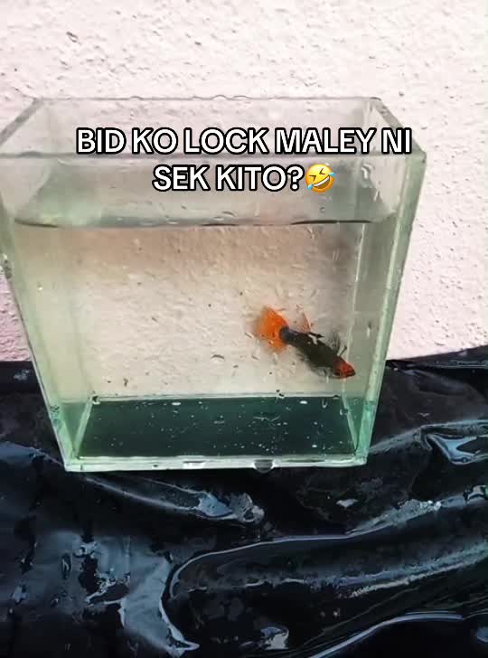 @RULL GUPPY MINI HOUSE🏘️