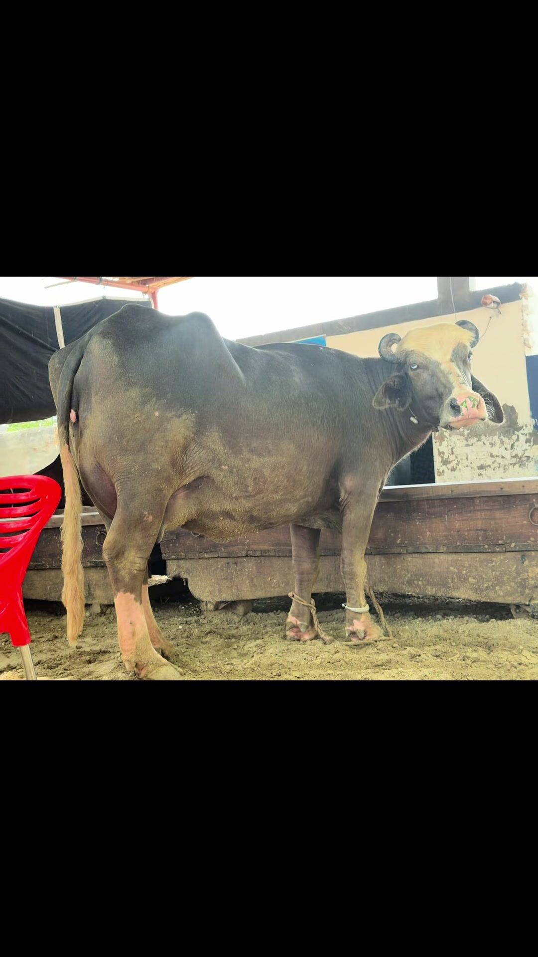 @Dill Muhammad