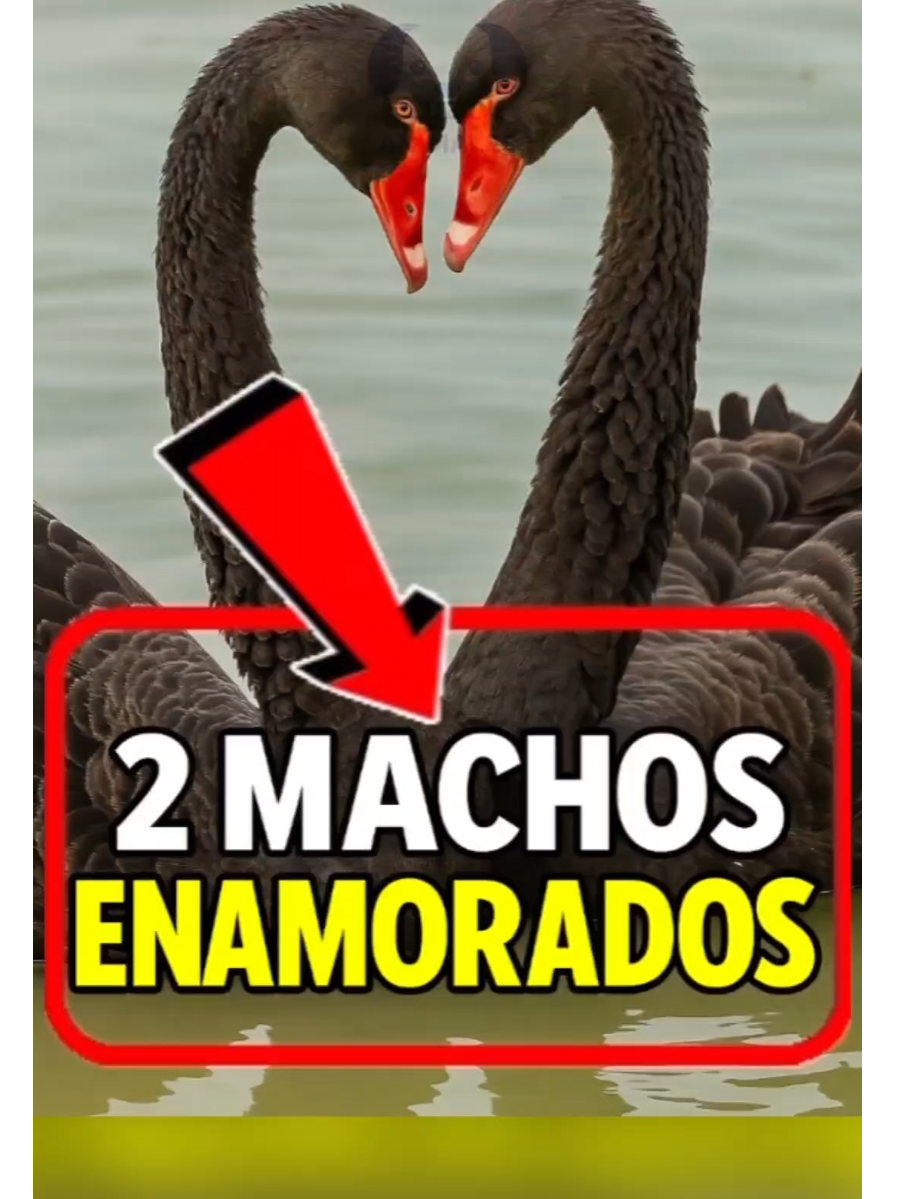 @CLUB DE ANIMALES