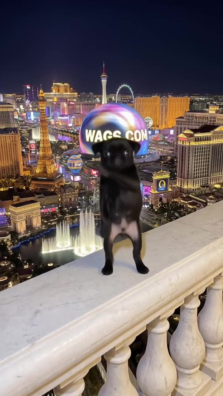 @WAGS