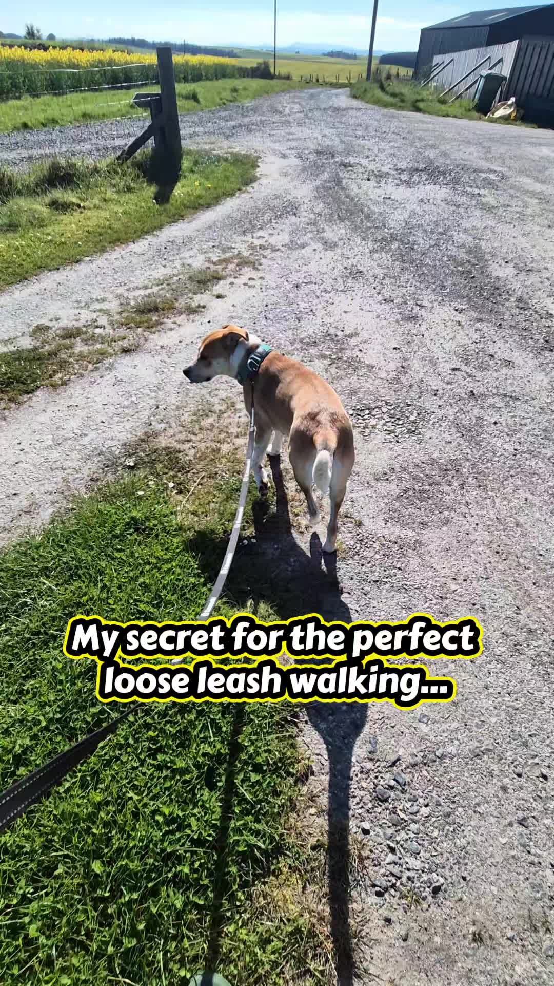 @wildlife_rescue_adventure