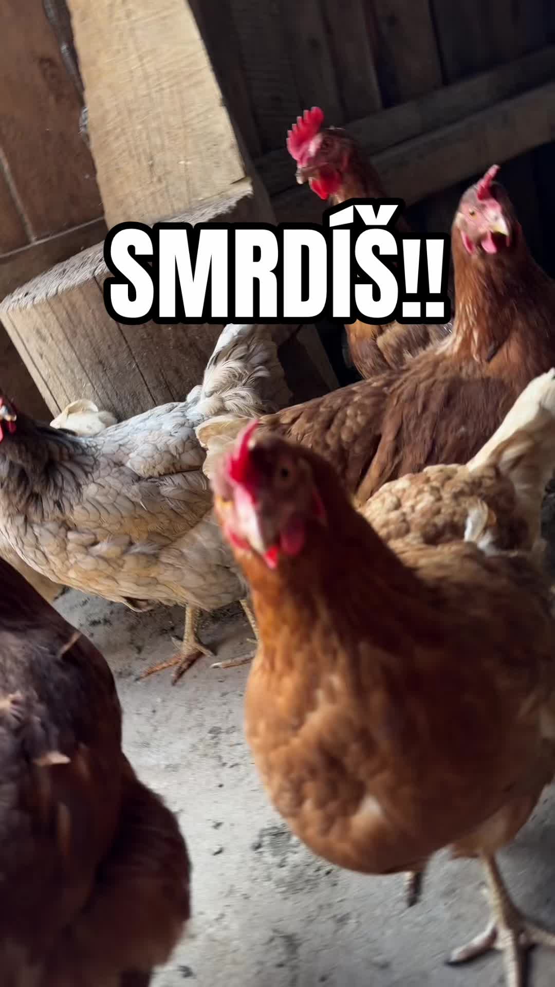 @sndwittch