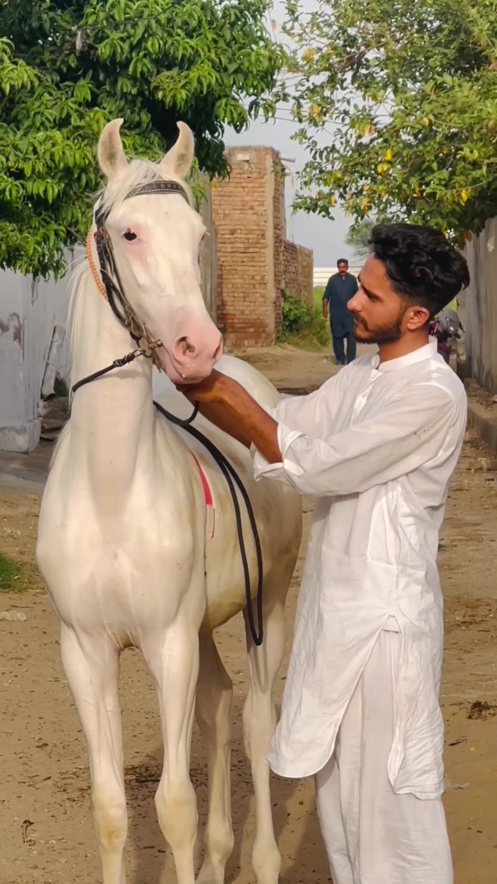 @Ch Hammad bokan ♥️🐎