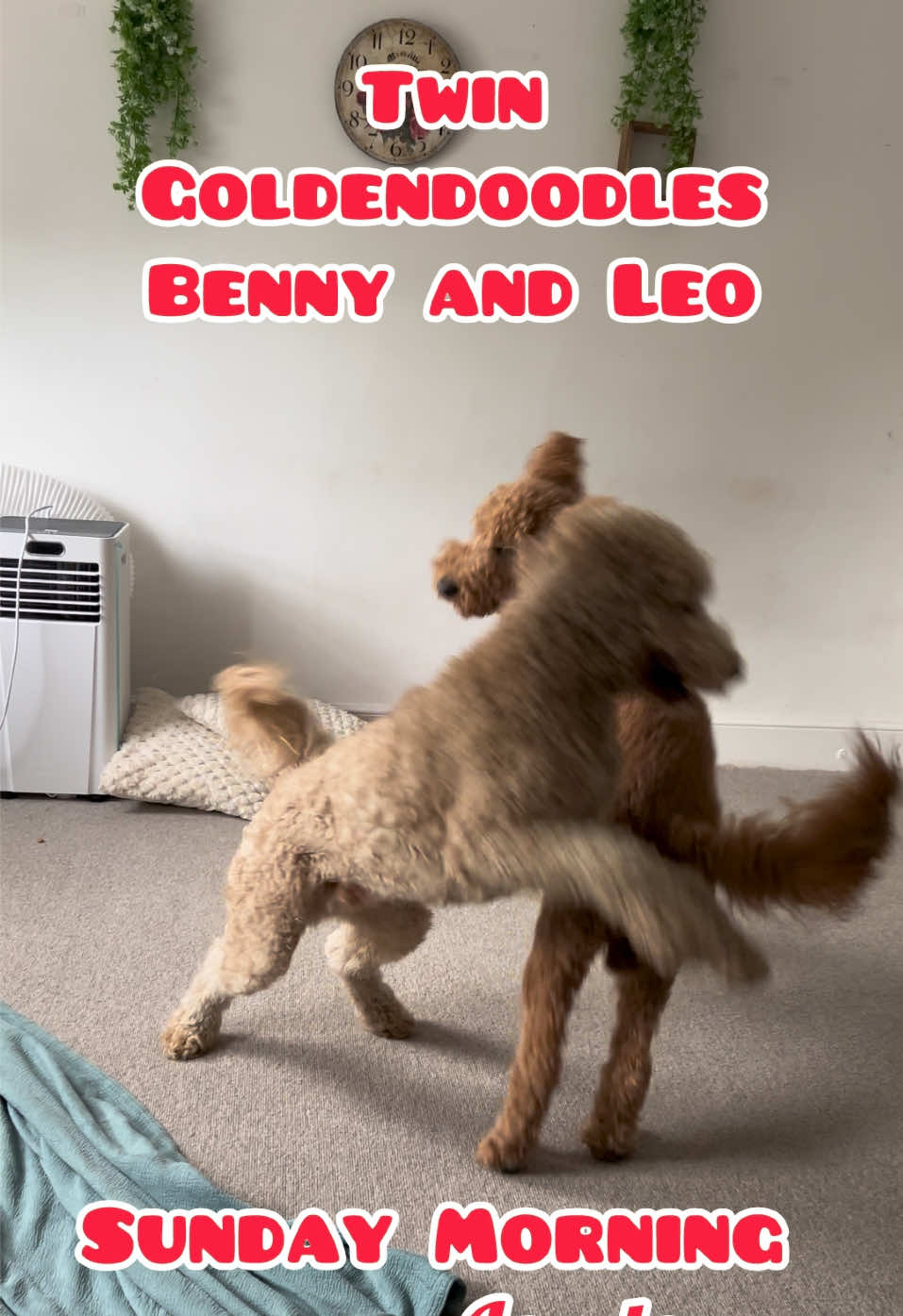 @Twin dogs Benny and Leo