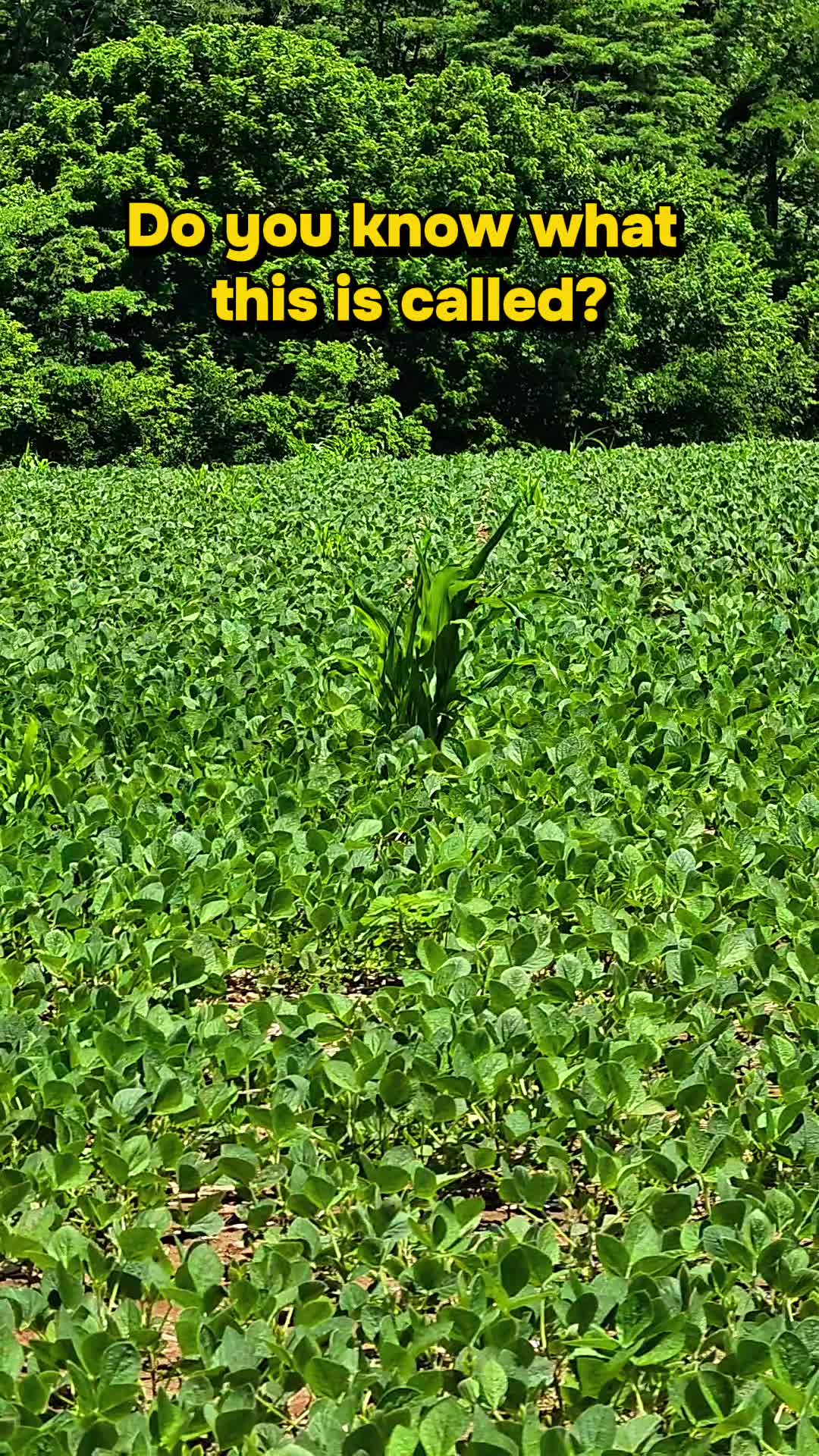 @FarmFun33