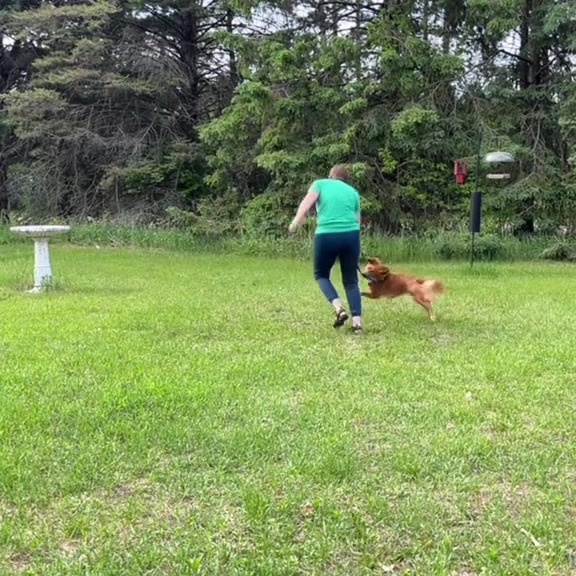 @Laura Waudby - Dog Sports